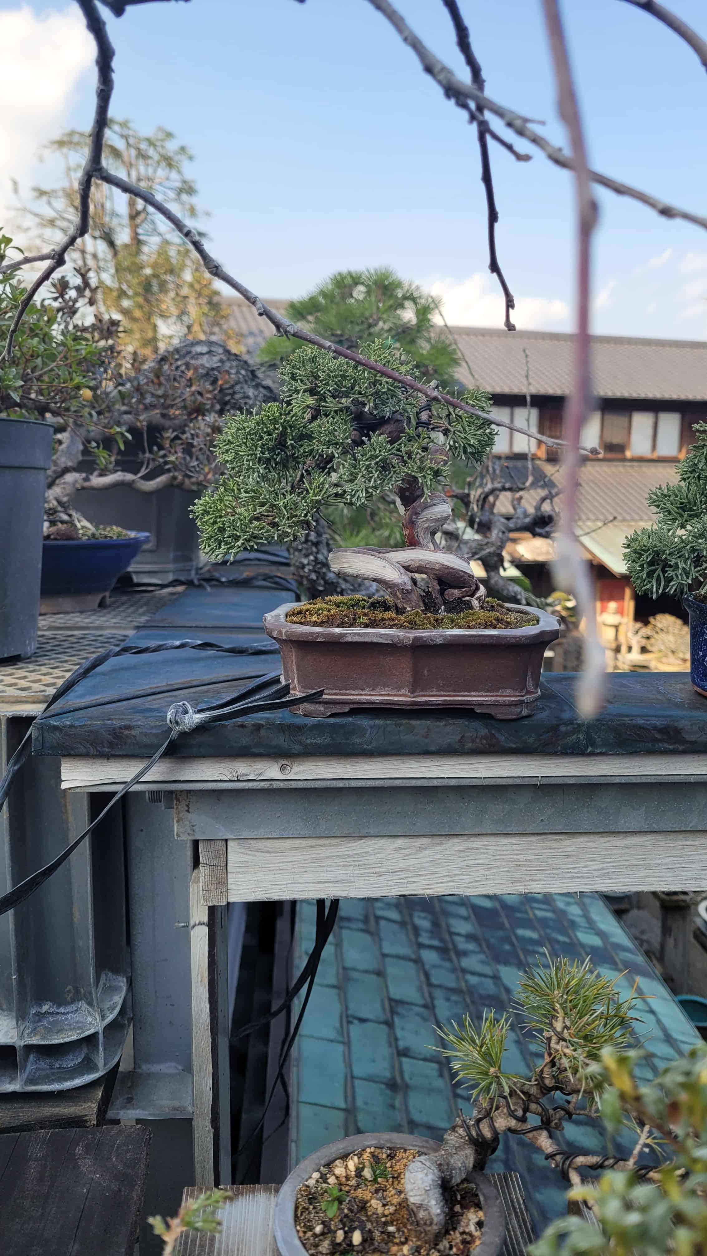 A juniper bonsai tree from kobayashi in Japan